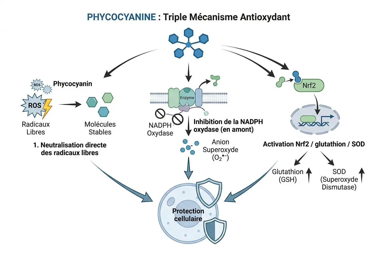 Illustration du mécanisme antioxydant de la Phycoyanine montrant neutralisation des ROS, NADPH oxydase et protection cellulaire, avec activation Nrf2 et SOD. intégration : comment réduire le stress oxydatif naturels et efficaces.