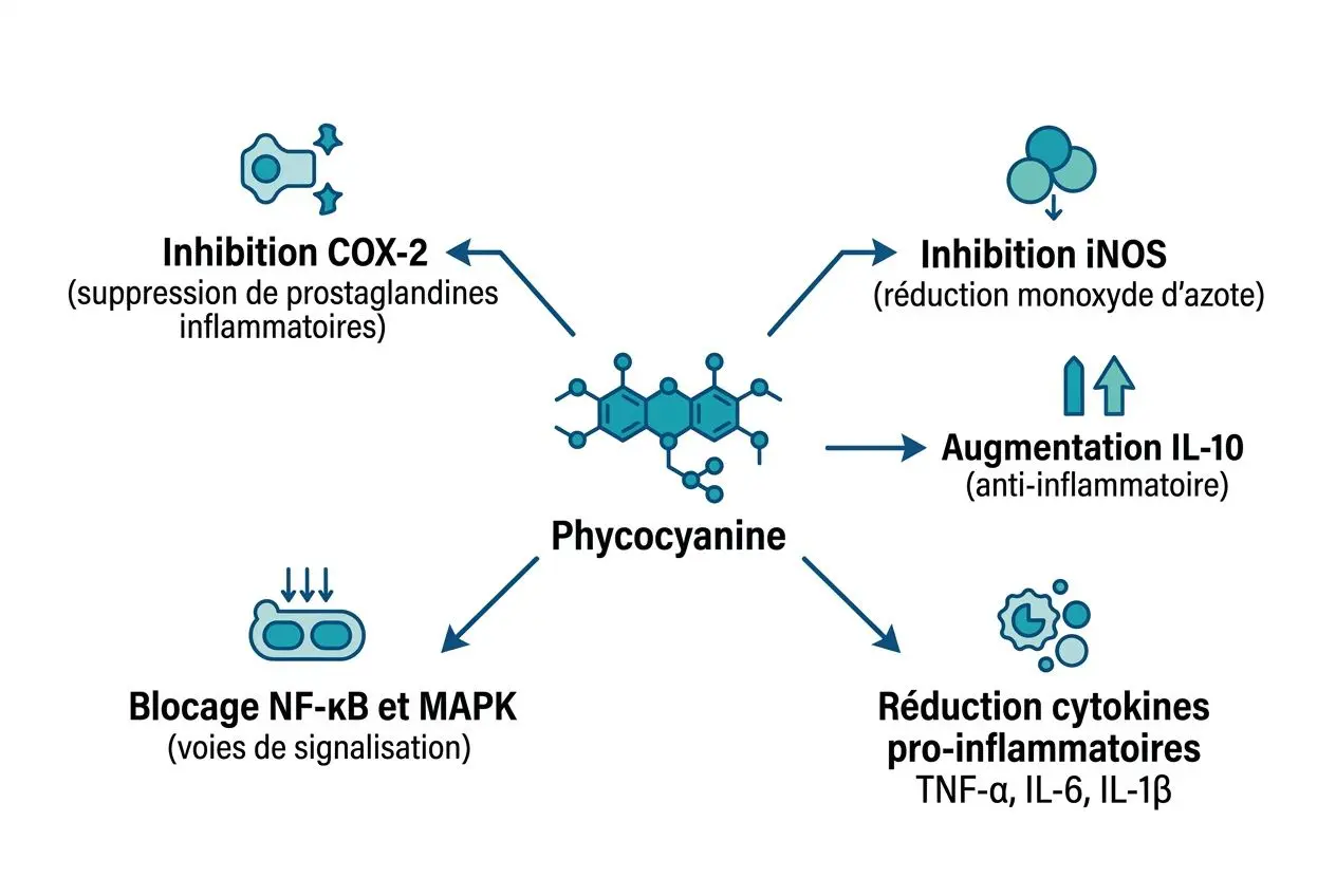Phycocyanine—illustration centrale avec actions: inhibition COX-2 et iNOS, augmentation IL-10, réduction des cytokines pro-inflammatoires, blocage NF-kB/MAPK et réduction des radicaux libres. phycocyanine antioxydant naturel puissant.