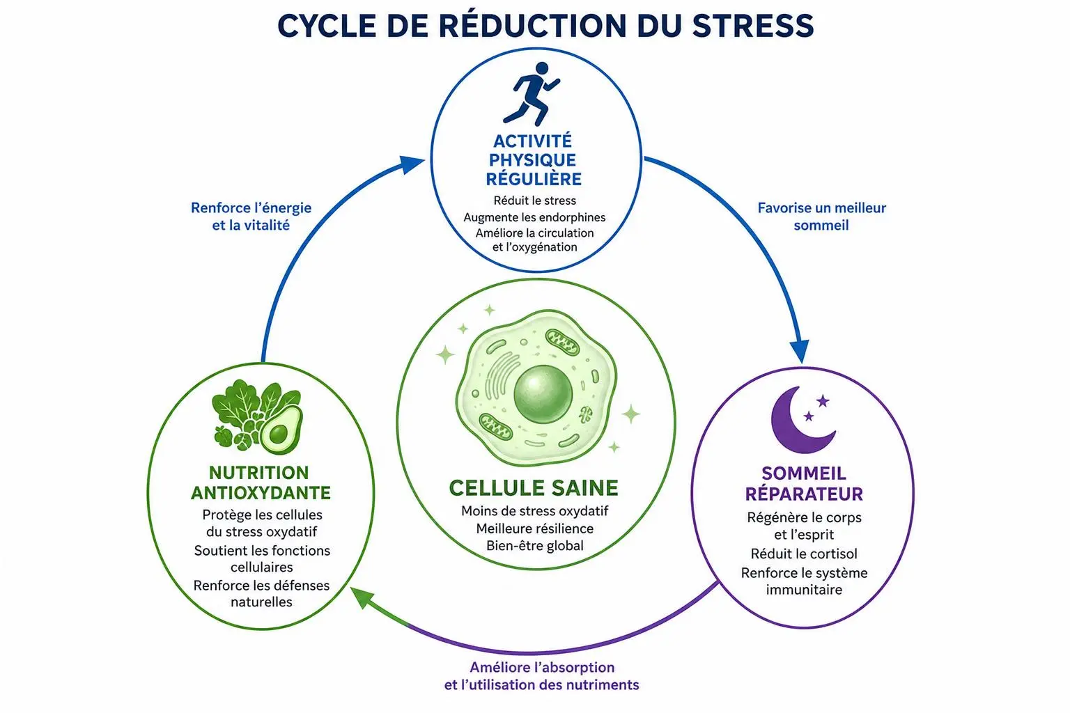 Cycle de réduction du stress montrant nutrition antioxydante, cellule saine et sommeil réparateur pour le stress oxydatif traitement naturel.