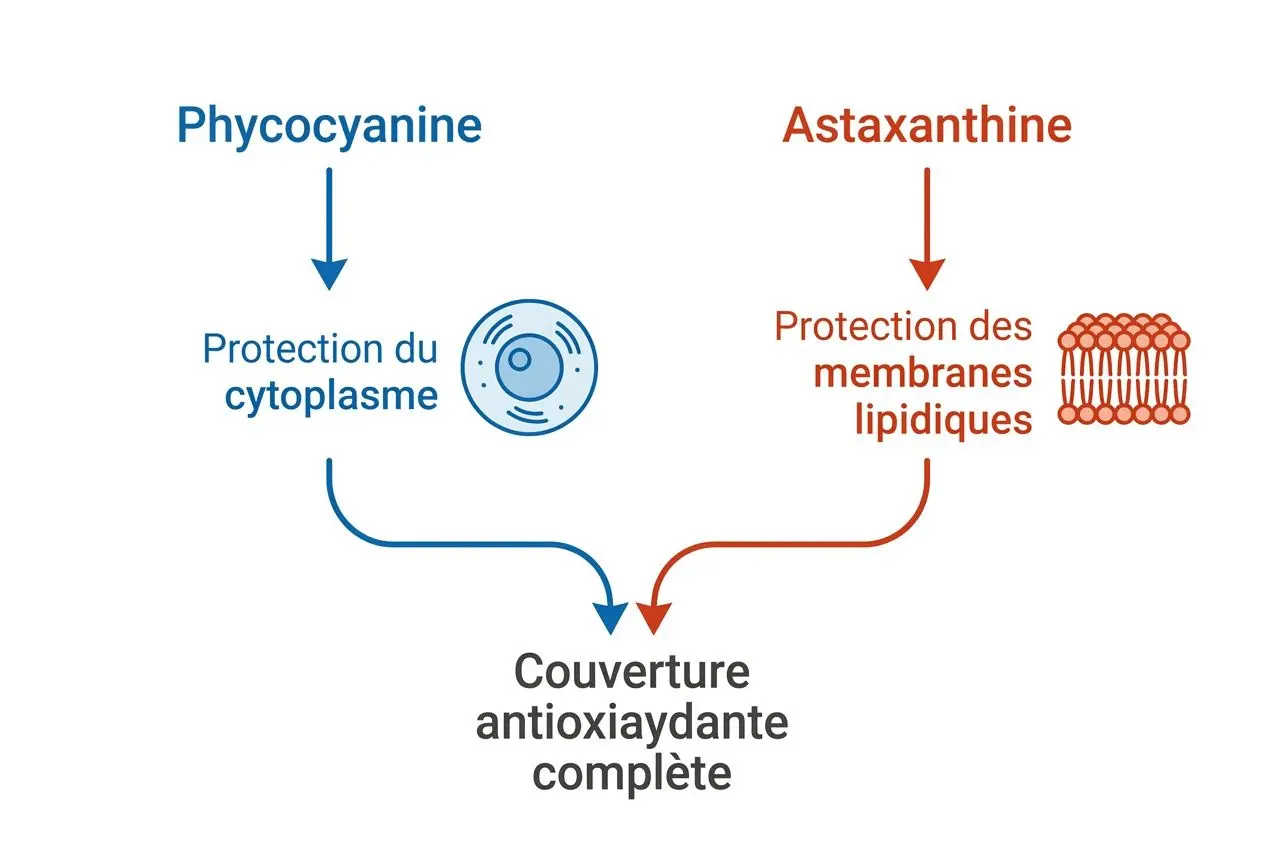Schéma montrant deux protecteurs cellulaires (Phycocyanine et Astaxanthine) convergeant vers une couverture antioxydante complète. Entourage bleu et rouge.&nbsp;microalgues nutrition sportive performance
