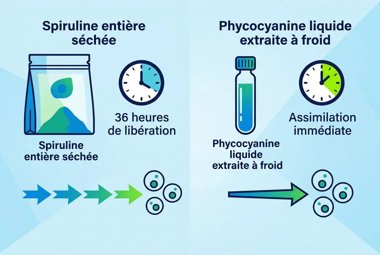 Phycocyanine liquide extraite à froid et spiruline entière séchée, horloge et flèches montrant l’assimilation et l’action antioxydante naturelle.