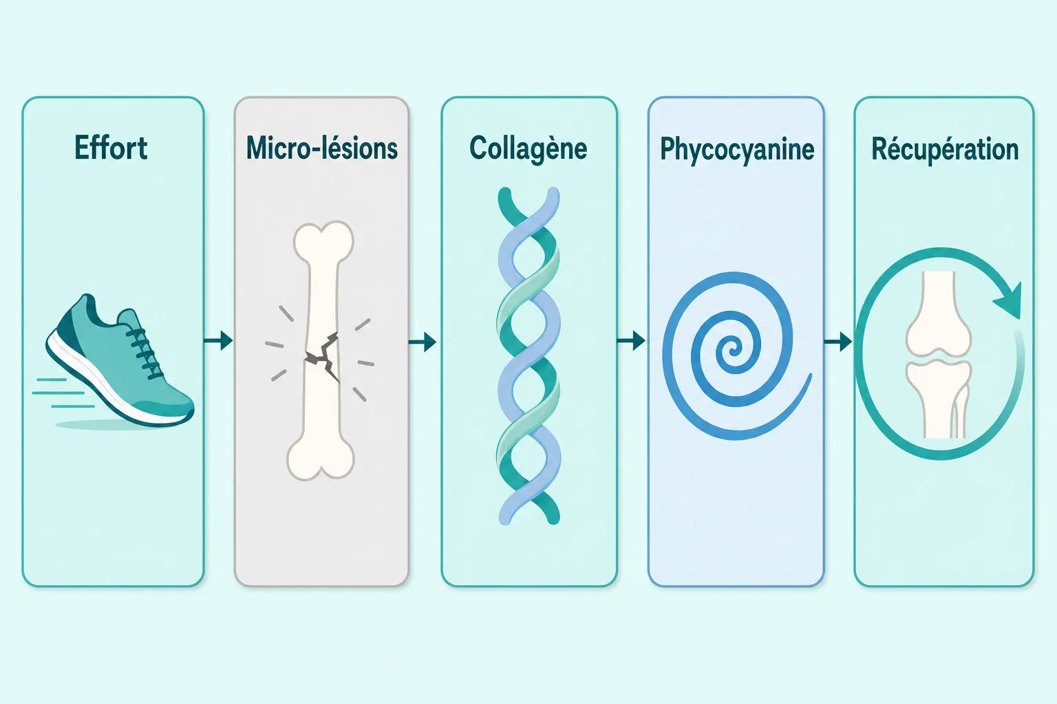 Schéma explicatif: parcours effort → micro-lésions → collagène marin et phycocyanine → récupération et protection articulaire. imprime santé et bienfaits.