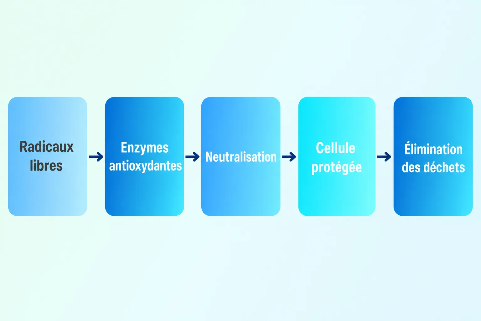 Schéma explicatif du rôle des antioxydants dans la neutralisation des radicaux libres et la protection cellulaire, montrant les étapes: radicaux libres → enzymes antioxydantes → neutralisation → cellule protégée → élimination des déchets, avec le terme antioxydant définition intégré naturellement.