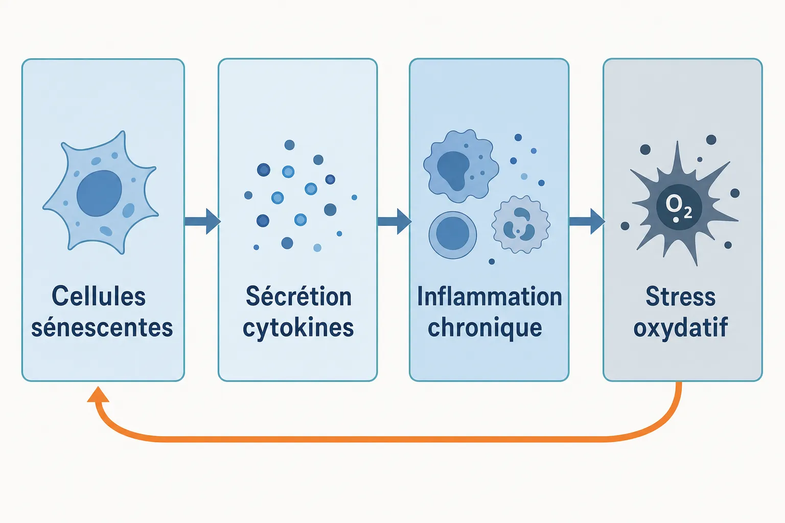 Diagramme montrant le cycle inflammatoire: cellules senescentes → sécrétion de cytokines → inflammation chronique → stress oxydatif, avec retour par rétroaction. Inclut le lien avec inflammation et vieillissement.