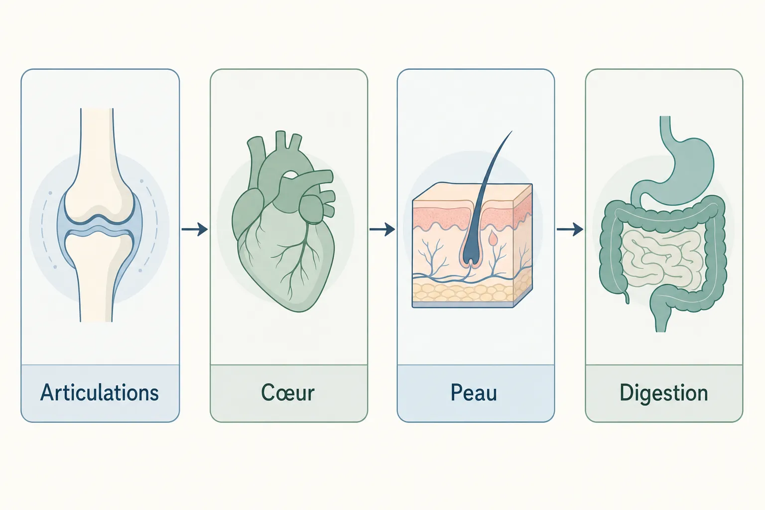 Processus inflammatoire lié à des douleurs articulaires et organes: articulation → cœur → peau → digestion, montrant les étapes de propagation possible. inflammation chronique symptômes évoquées.