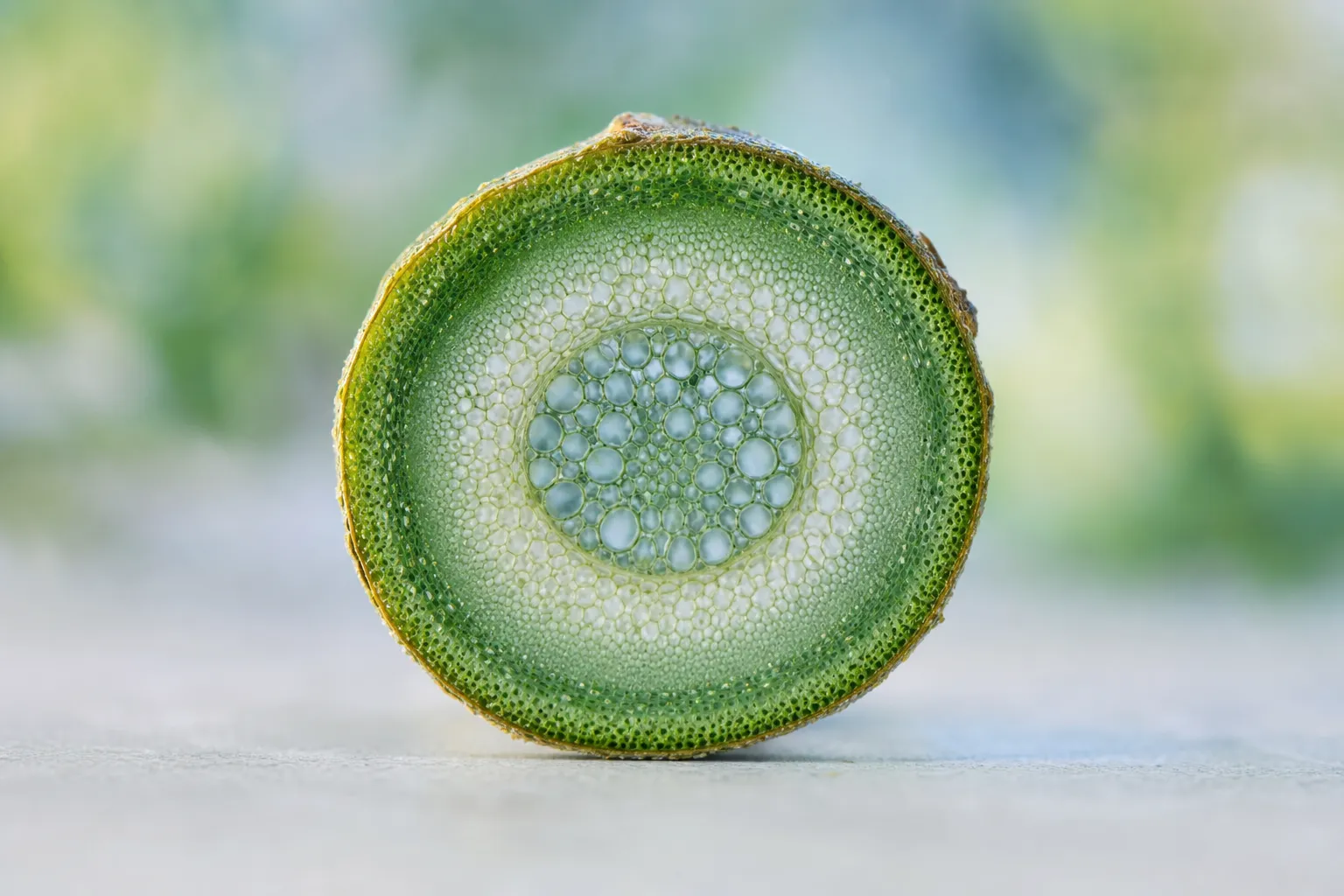 Tranche centrale d’un kiwi vert, montrant les cercles internes et la texture éminée de la chair, évoquant régénération cellulaire naturelle.