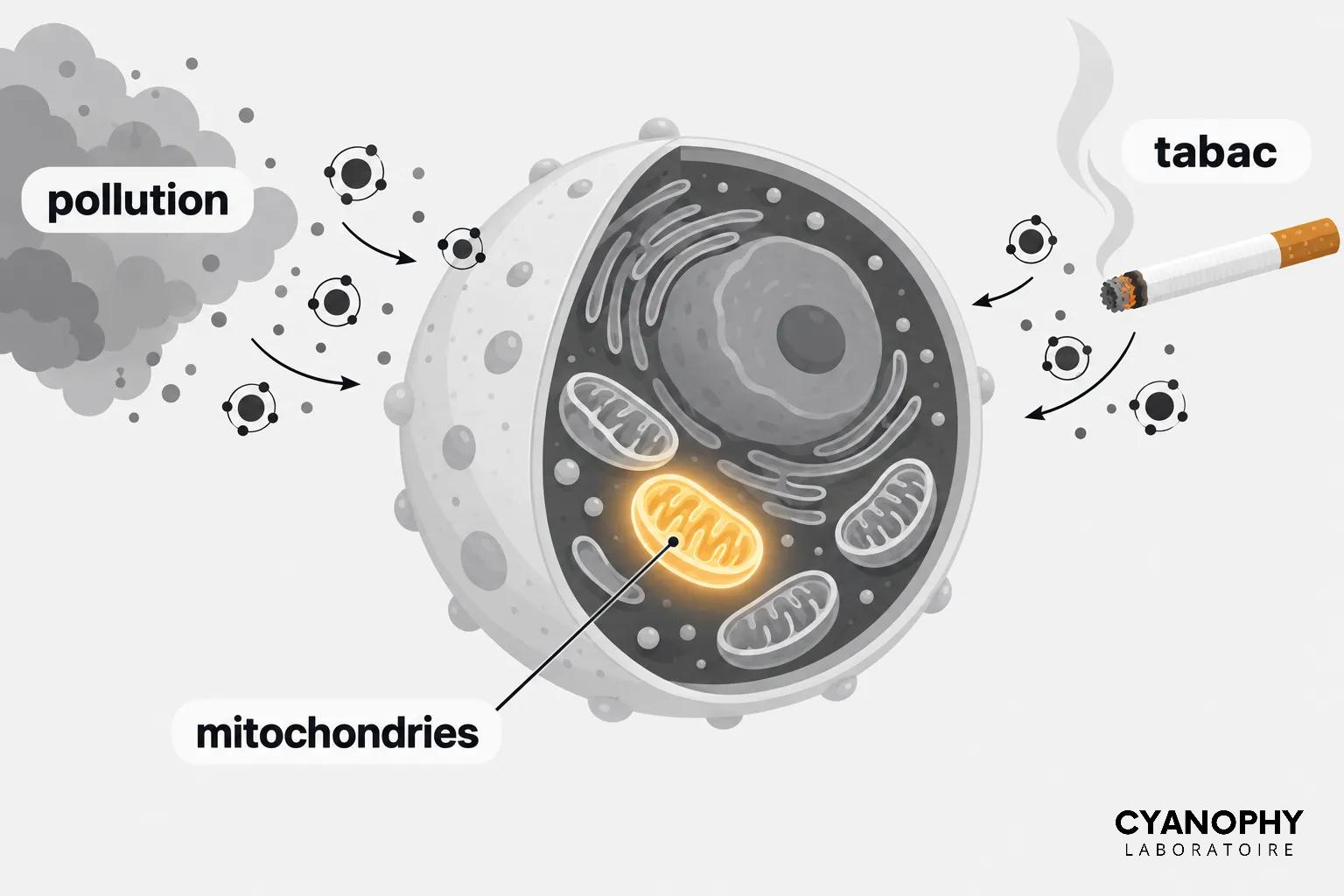 Illustration montrant une cellule avec des mitochondries éclairées et des particules représentant des radicaux libres venant