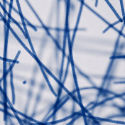 Spiruline bleue