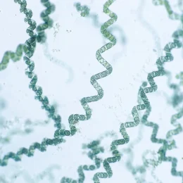 les microalgues