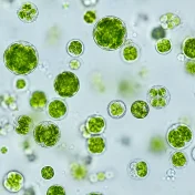 microalgues_microscope